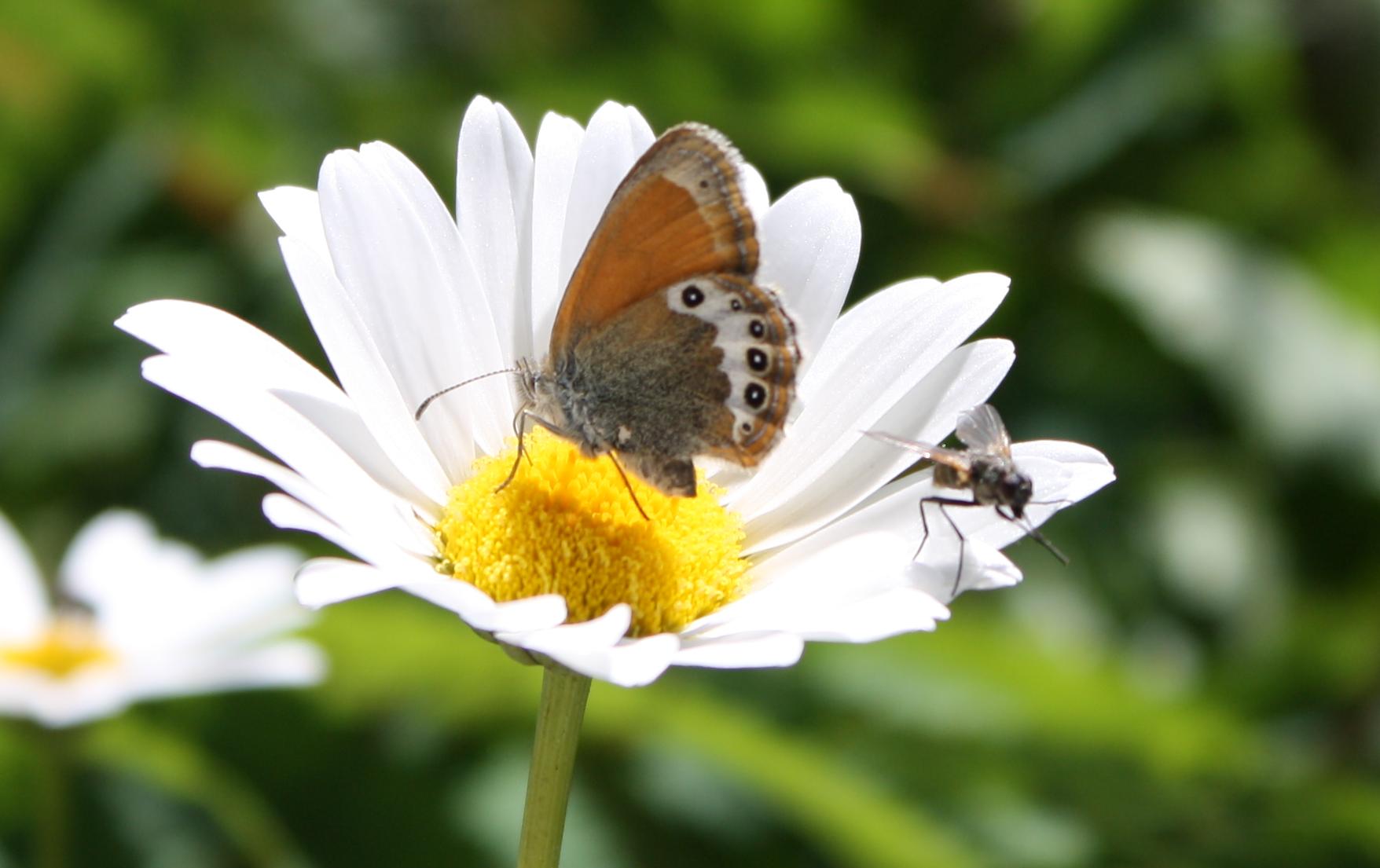 Coenonympha arcania ?